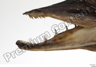 Northern pike mouth teeth 0010.jpg